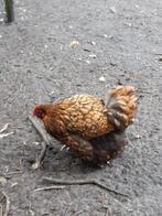 orpington broedeieren, Dieren en Toebehoren, Pluimvee, Geslacht onbekend, Kip