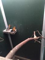 Dama lijsters, Meerdere dieren, Geringd