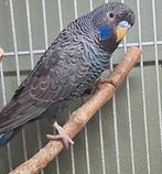 Blackface/Blackwing BFBW koppel, Meerdere dieren, Parkiet, Geringd