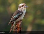 0.1.0 Kookaburra, Dieren en Toebehoren, Vogels | Overige Vogels, Vrouwelijk, Geringd