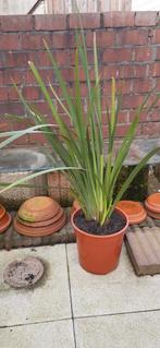 Dietes Grandiflora, Ophalen, Overige soorten, Volle zon