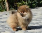 Mini Bearface Reutje Pomeranian/Pomeriaan in Nederland, Dieren en Toebehoren, Honden | Poolhonden, Keeshonden en Oertypen, 15 weken tot 1 jaar