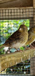 2 jonge kanaries, Meerdere dieren, Kleurkanarie