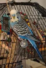 Tamme grasparkiet, Dieren en Toebehoren, Vogels | Overige Vogels, Mannelijk, Tam