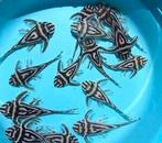 L46 l046 kweekgroep hypancistrus zebra / koppels, Dieren en Toebehoren, Vis