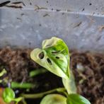 monstera adansonii albo, Huis en Inrichting, Kamerplanten, Ophalen of Verzenden, Overige soorten, Minder dan 100 cm