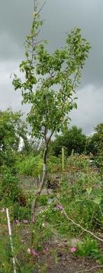 Fruitboom Friese Wichter pruim - Onbespoten, Ophalen, 250 tot 400 cm, Pruimenboom, Lente