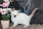 Ragdoll kittens met Stamboom, Dieren en Toebehoren, Katten en Kittens | Raskatten | Langhaar, Meerdere dieren, Gechipt