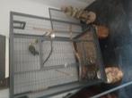 Tk rosella + kooi, Dieren en Toebehoren, Vogels | Parkieten en Papegaaien, Meerdere dieren, Parkiet