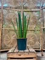 Sanseveria spaghetti
