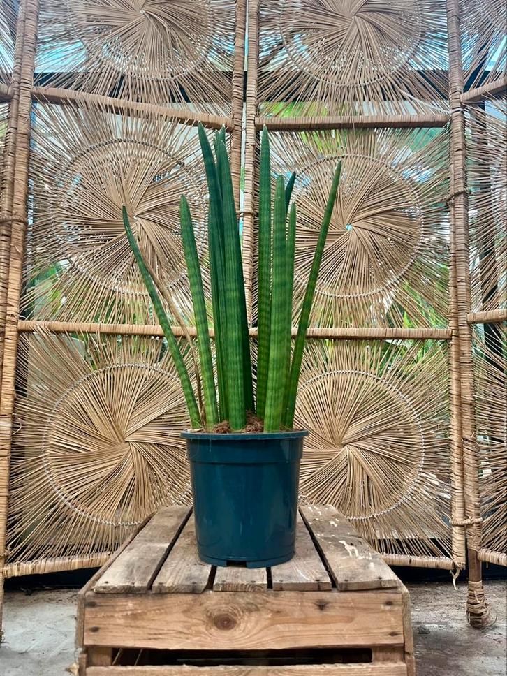 Sanseveria spaghetti, Tuin en Terras, Planten | Tuinplanten, Overige soorten, Volle zon, Zomer, Ophalen