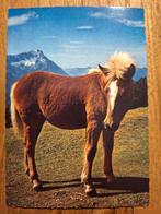 Dieren - Paard, Verzamelen, Ansichtkaarten | Dieren, Ophalen of Verzenden, Ongelopen, Paard