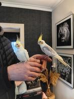Zeer tamme jong valkparkieten stel met kooi en toebehoren, Meerdere dieren, Parkiet, Tam