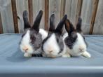 Hollander konijntjes, Dieren en Toebehoren, Konijnen, Meerdere dieren