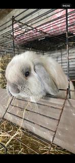 Minilop konijnen, Dieren en Toebehoren, Konijnen, Meerdere dieren, Dwerg, Hangoor