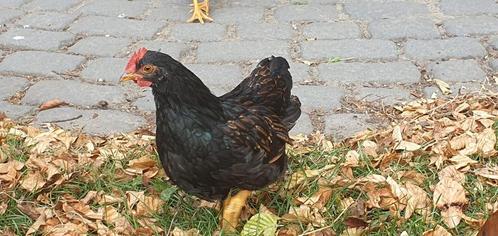 Gratis af te halen: jonge Barneveldse krielhaan (10 weken), Dieren en Toebehoren, Pluimvee, Kip, Mannelijk