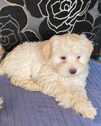 Maltipoo puppy’s, Dieren en Toebehoren, Honden | Chihuahua's en Gezelschapshonden, Overige rassen, CDV (hondenziekte), 8 tot 15 weken