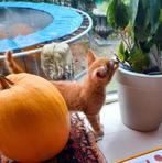 Verwacht kittens Europese korthaar raszuiver, Dieren en Toebehoren, Katten en Kittens | Raskatten | Korthaar, Geslacht onbekend