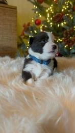 Borgi’s te koop, België, Particulier, Rabiës (hondsdolheid), 8 tot 15 weken