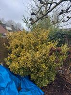 Gratis ophalen: kardinaalsmuts (geel/groen), Tuin en Terras, Ophalen, Overige soorten, Halfschaduw