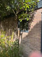 4 leibomen (‘red robin’ /Photinea) - ophalen met aanhanger!, Tuin en Terras, Planten | Bomen, Ophalen, Halfschaduw, Overige soorten