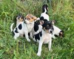 Boerenfox mooie puppy's aanhankelijk lief teefjes en reutjes, Dieren en Toebehoren, Overige rassen, CDV (hondenziekte), 8 tot 15 weken