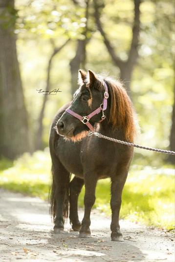 Leuke kinderpony beschikbaar voor biedingen