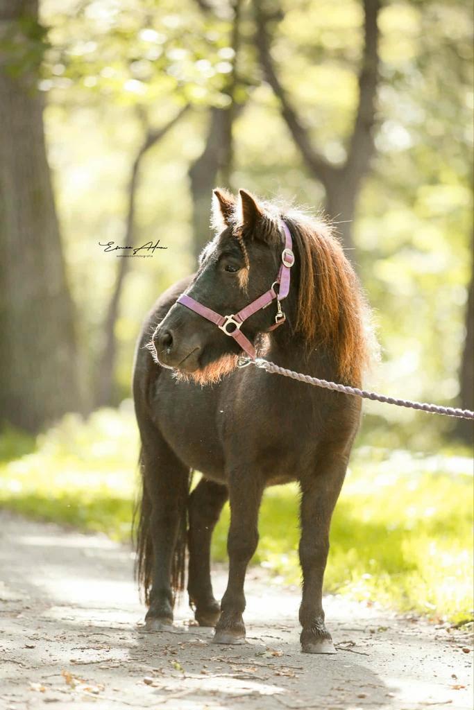 Leuke kinderpony, Dieren en Toebehoren, Paarden en Pony's | Verzorgingsproducten, Ophalen