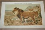 Antieke kleurenlitho - Afrikaanse leeuw - Circa 1900 !!, Gebruikt, Ophalen of Verzenden, Voor 1940