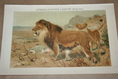 Antieke kleurenlitho - Afrikaanse leeuw - Circa 1900 !!, Verzamelen, Foto's en Prenten, Gebruikt, Voor 1940, Ophalen of Verzenden