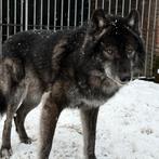 Wolfhond puppy’s, Dieren en Toebehoren, België, Particulier, 8 tot 15 weken, Teef