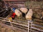 Enkele Dassen, Blauwe en Witte  rammen, voeders, likblokken!, Dieren en Toebehoren, Meerdere dieren, Schaap, 0 tot 2 jaar