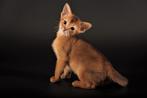 Raszuivere Abessijn kittens, Dieren en Toebehoren, Meerdere dieren