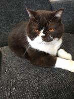 Hij moet weg met heel veel pijn in mijn hart britse korthaar, Kater, Gechipt, 6 jaar of ouder