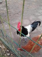 Laken velder  haan, Dieren en Toebehoren, Mannelijk, Kip