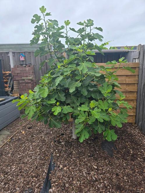Vijgenboom, Tuin en Terras, Planten | Bomen, Overige soorten, 100 tot 250 cm, Volle zon, Bloeit niet, In pot, Ophalen of Verzenden