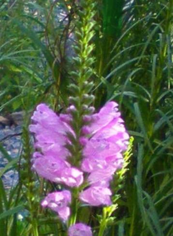 Scharnierplant virginiana roze lila tuinplant beschikbaar voor biedingen