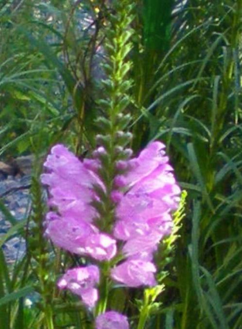 Scharnierplant virginiana roze lila tuinplant, Tuin en Terras, Planten | Tuinplanten, Overige soorten, Volle zon, Zomer, Ophalen