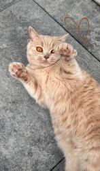 Britse korthaar kat, Kater, Ontwormd, 0 tot 2 jaar