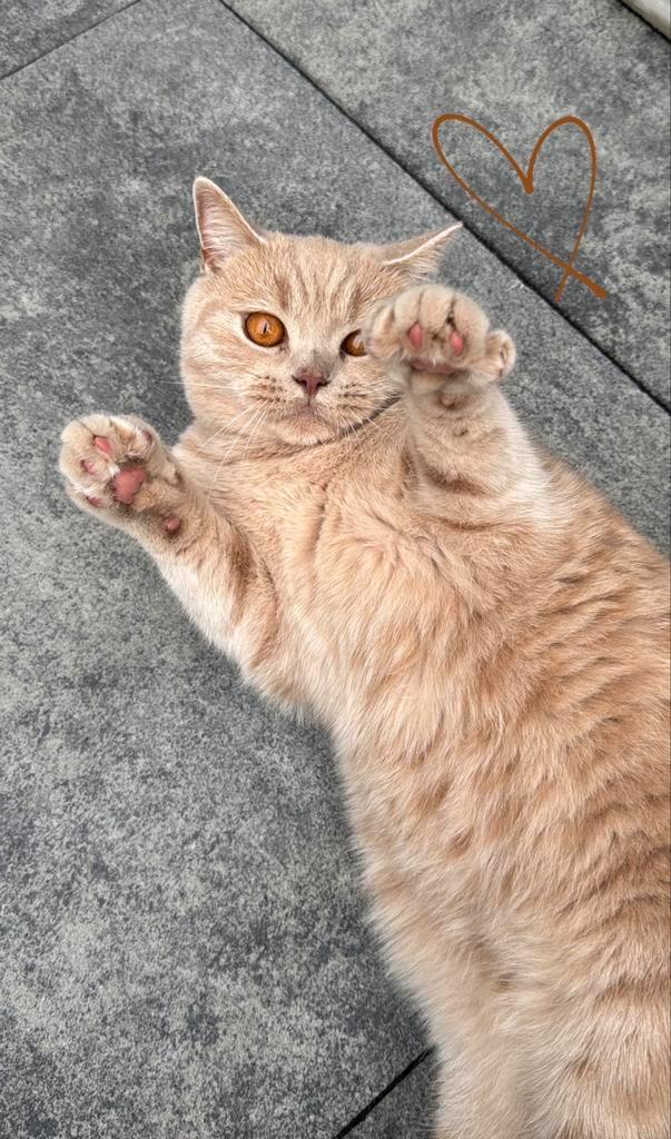 Britse korthaar kat, Dieren en Toebehoren, Katten en Kittens | Raskatten | Korthaar, Kater, 0 tot 2 jaar, Ontwormd, Ingeënt