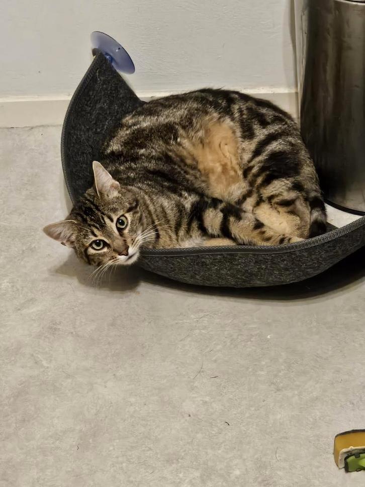 Cyperse kater Mac is vermist, Dieren en Toebehoren, Vermiste en Gevonden Dieren, Kat