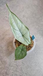 Alocasia Heterophylla Dragon Breath, Ophalen of Verzenden, Halfschaduw, Minder dan 100 cm