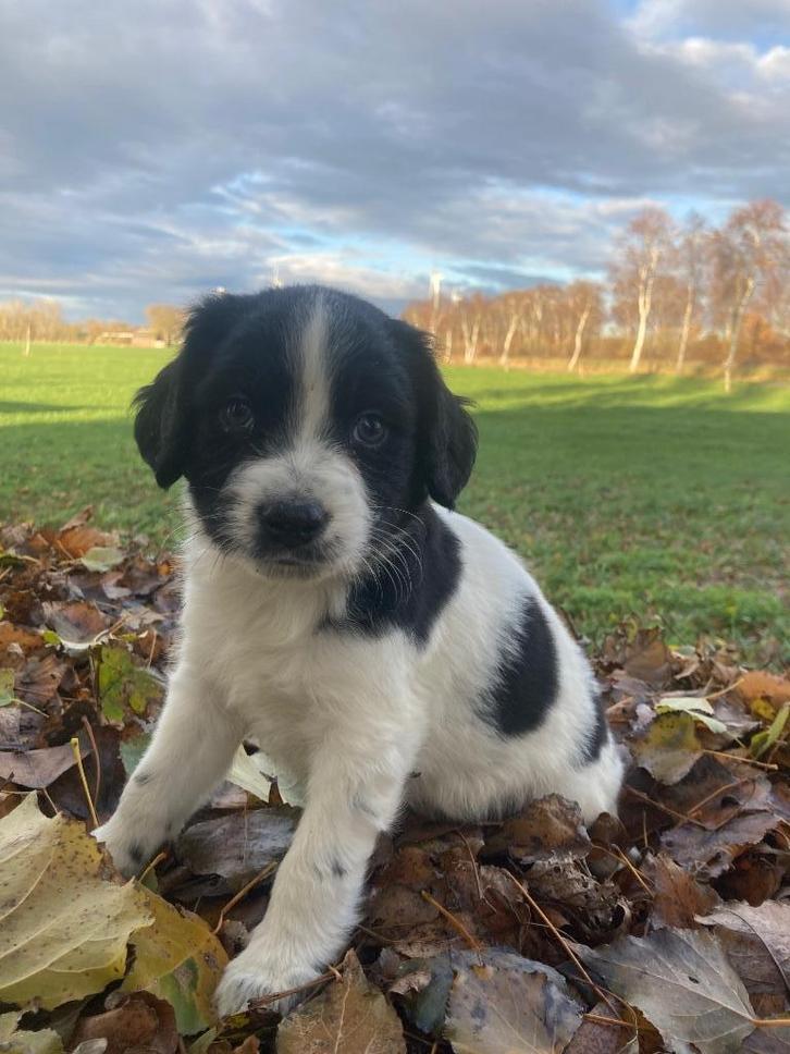 Friese Stabij pups (nog 1 reutje beschikbaar), Dieren en Toebehoren, Honden | Niet-rashonden, Middel, Meerdere dieren, Fokker | Hobbymatig