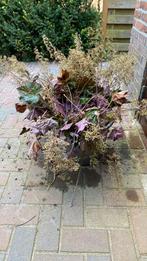 Heuchera plant, Tuin en Terras, Ophalen, Zomer, Volle zon