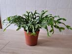 kamerplanten, Huis en Inrichting, Overige soorten, Minder dan 100 cm, Bloeiende kamerplant, Halfschaduw