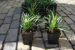 liriope muscari / leliegras, Tuin en Terras, Planten | Tuinplanten, Ophalen, Zomer, Bodembedekkers, Volle zon
