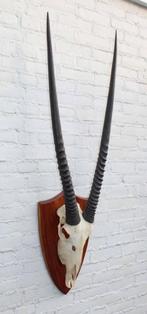 Grote SPIESBOK / ORYX op houten schild - ref. L (gewei), Ophalen of Verzenden, Gebruikt, Wild dier, Schedel