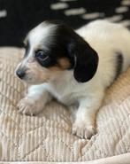 Mooie kleine kaninchen/dwerg teckel pupjes, Dieren en Toebehoren, Honden | Teckels en Dashonden, Kaninchen, Reu, CDV (hondenziekte)