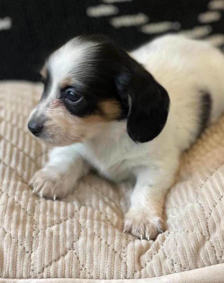 Mooie kleine kaninchen/dwerg teckel pupjes, Dieren en Toebehoren, Honden | Teckels en Dashonden, Reu, Langhaar, Kaninchen, Particulier