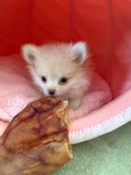 Pomchi puppy, Dieren en Toebehoren, Reu, 8 tot 15 weken, Parvo, Eén hond